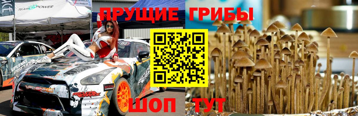 Галлюциногенные грибы Psilocybine cubensis Соликамск